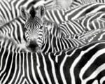 Фототапет African Queen III 363609